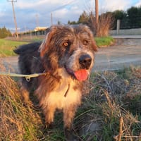 Pierro, chien à adopter
