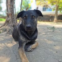 Rita, chienne à adopter