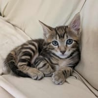 MYRTILLE, chatte à adopter