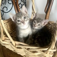 SIOUX ET APACHE, chat à adopter