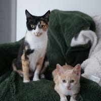 NOUGATINE ET GUIMAUVE, chatte à adopter