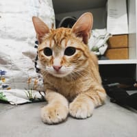 SUNNY, chat à adopter