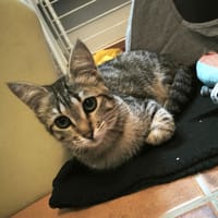 MIMI, chatte à adopter