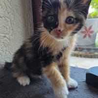 CANNELLE, chatte à adopter
