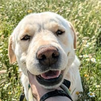 LAYA  (Animalcazar), chienne à adopter