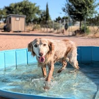 CHULA (Animalcazar), chienne à adopter