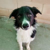 CASPER  (Animalcazar), chien à adopter