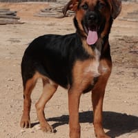 HENRY (Maria), chien à adopter