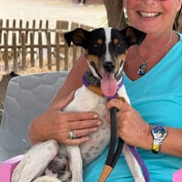 DICE (Maria), chien à adopter