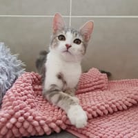 AMAYA, chatte à adopter