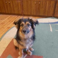 Donat, pies do adopcji