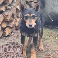 Zylajek, pies do adopcji