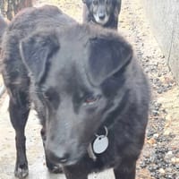 Goliat, pies do adopcji
