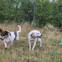 Figa, suczka do adopcji