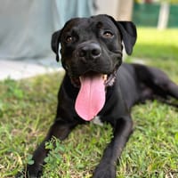 Tito, mâle croisé berger, né le 10/02/2022 🐶, chien à adopter