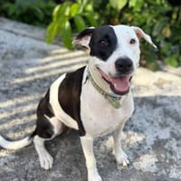 Suki, femelle, berger créole, née le 01/01/2024, chienne à adopter