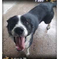 Domino, chien à adopter