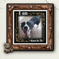Domino, chien à adopter