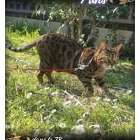 Orion, chat à adopter