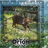 Orion, chat à adopter