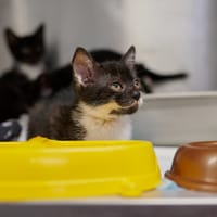 Billie, kotka do adopcji