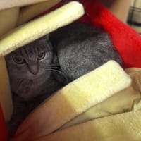 Różyczka, kotka do adopcji