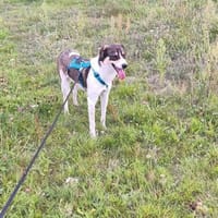 Adam - Schatz auf 4 Pfoten, Hund zur Adoption