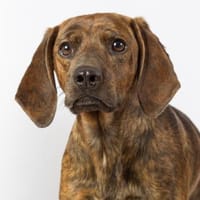 Piccio - toller Segugio Rüde, Hund zur Adoption