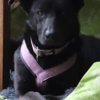 Viola 💜💜💜 anschmiegsam und anhänglich, Hündin zur Adoption