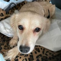 Elsa, zarte Hündin sucht aktive Familie, Hündin zur Adoption
