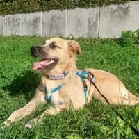 Fjell - neugieriger Sonnenschein, Hund zur Adoption
