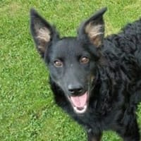 Zauberhafte LARA, Hündin zur Adoption