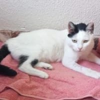 Liebe, sanfte Katze Chippy, Katze zur Adoption