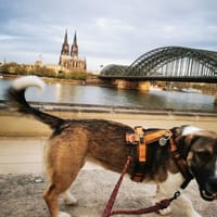 Rosie sucht ihre Menschen, Hündin zur Adoption