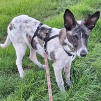 Franka❤ sucht ihre Familie, Hündin zur Adoption