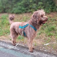 Nala - sucht ein für Immer Zuhause, Hündin zur Adoption