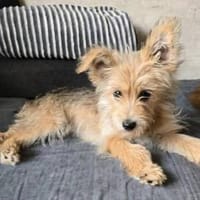 Lila💜 sucht ihre Familie, Hündin zur Adoption