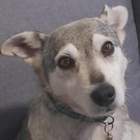 Herzensbrecherin MILLI, Hündin zur Adoption