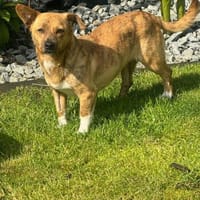 Freya ❤ sucht ihre Familie, Hündin zur Adoption