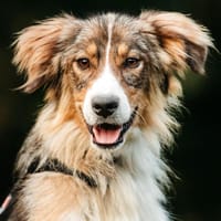 Fröhlicher Richy sucht sein Zuhause, Hund zur Adoption