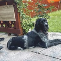 💜Ledy - tolle Setterhündin, Hündin zur Adoption