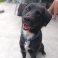 💙Lucky💙 sucht seine Familie, Hund zur Adoption