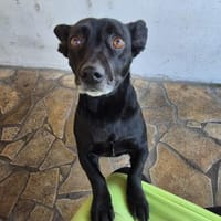 Elsie ❤ sucht ihre Familie, Hündin zur Adoption