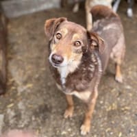 Kenny sucht seine Menschen, Hund zur Adoption