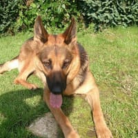 Notfall für unsere liebe Jane, Hündin zur Adoption