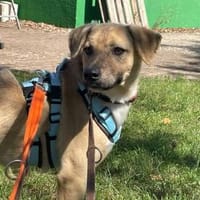 Happy Meal, noch zurückhaltende, Hund zur Adoption