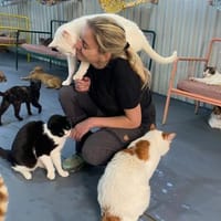 Viele arme Seelen suchen ein Zuhause, Kater zur Adoption