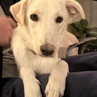 Menschenbezogene GAYA sucht ihr Zuhause!, Hündin zur Adoption