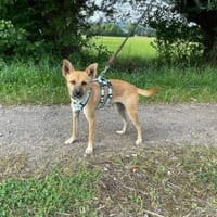 Lani will noch viel lernen, Hündin zur Adoption