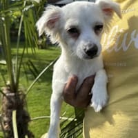 Betty ❤sucht ihr Zuhause, Hündin zur Adoption